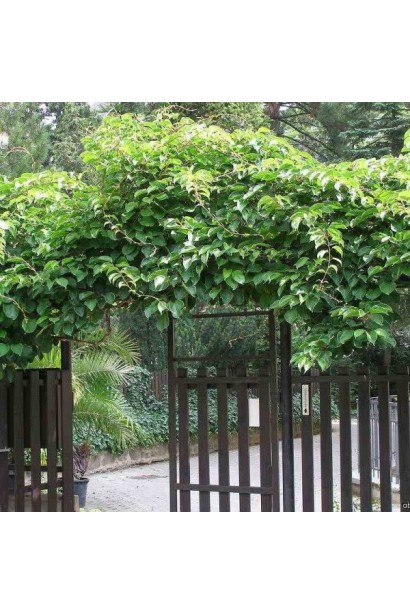 Актинідія делікатесна Голд (жовтом’ясий ківі)